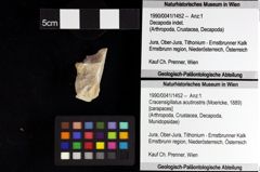 Foto (Objket + Etiketten) von Mesogalathea striata (Remeš, 1895) 